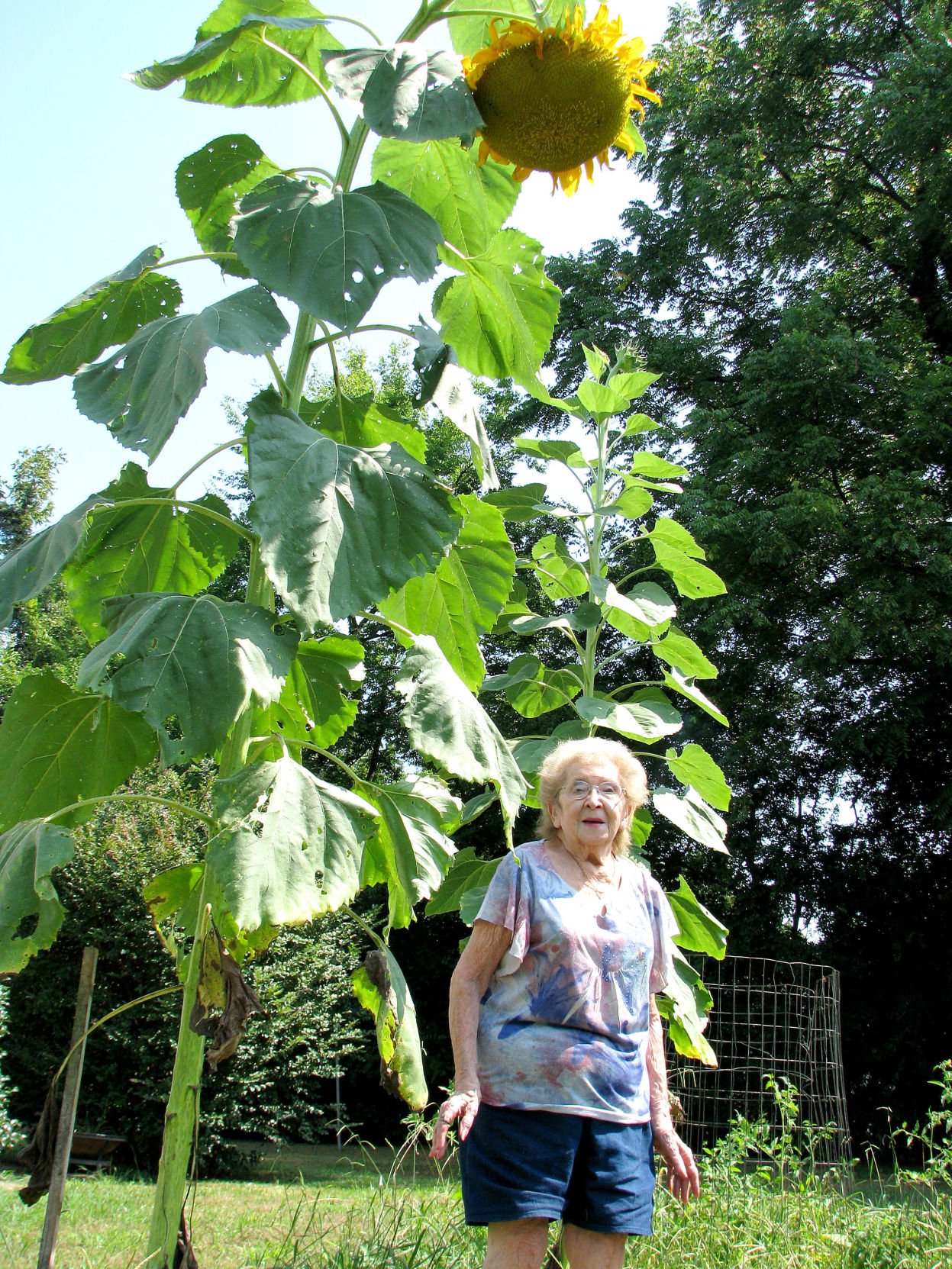 The ‘Sunflower Queen’ does it again